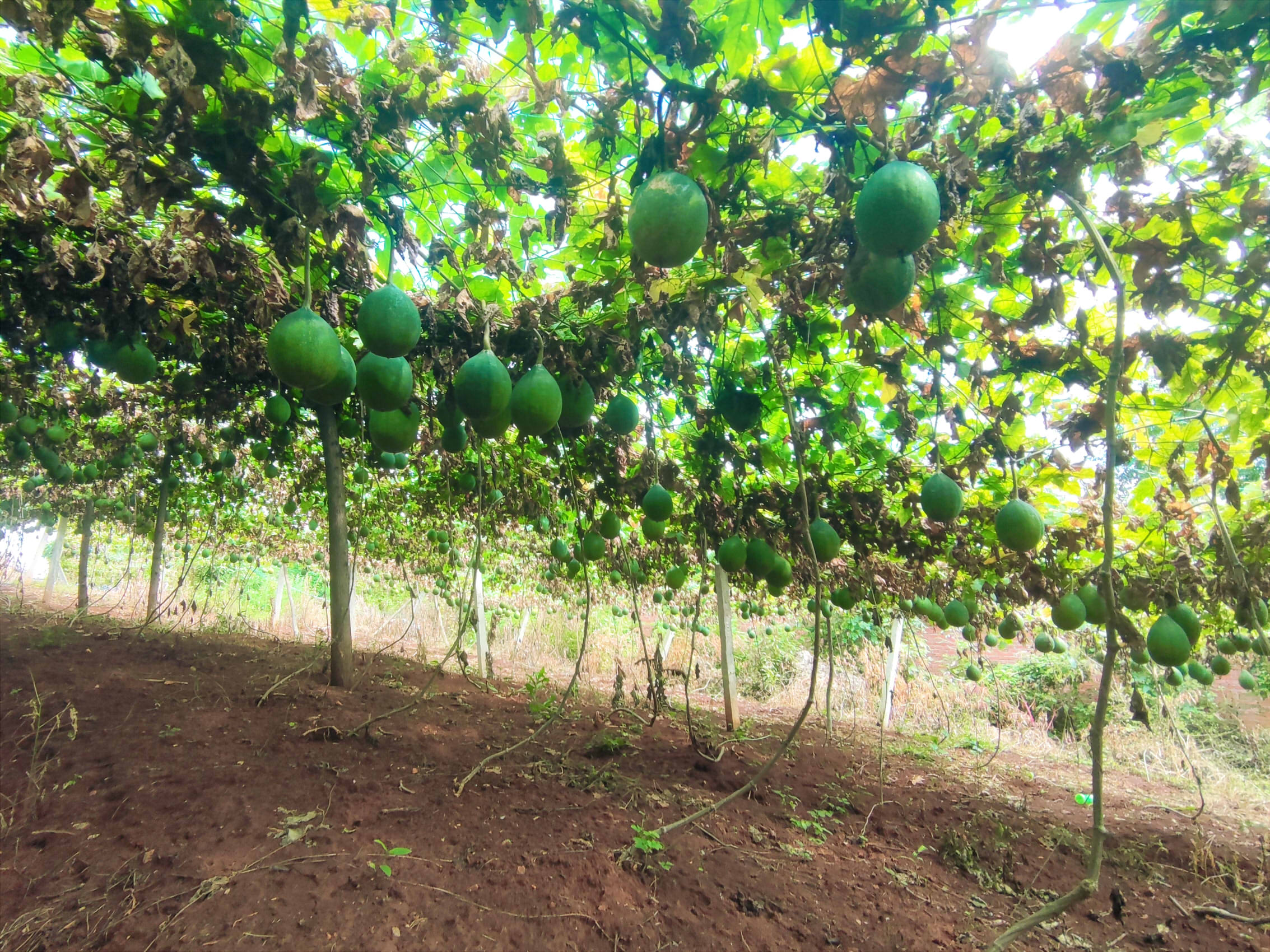 京山市永興街道:瓜蔞藤下開出“致富方”2Ac327ee7680e1449dbfb6b390fb5fa976.jpg 京山市永興街道:瓜蔞藤下開出“致富方”2Ac327ee7680e1449dbfb6b390fb5fa976.jpg