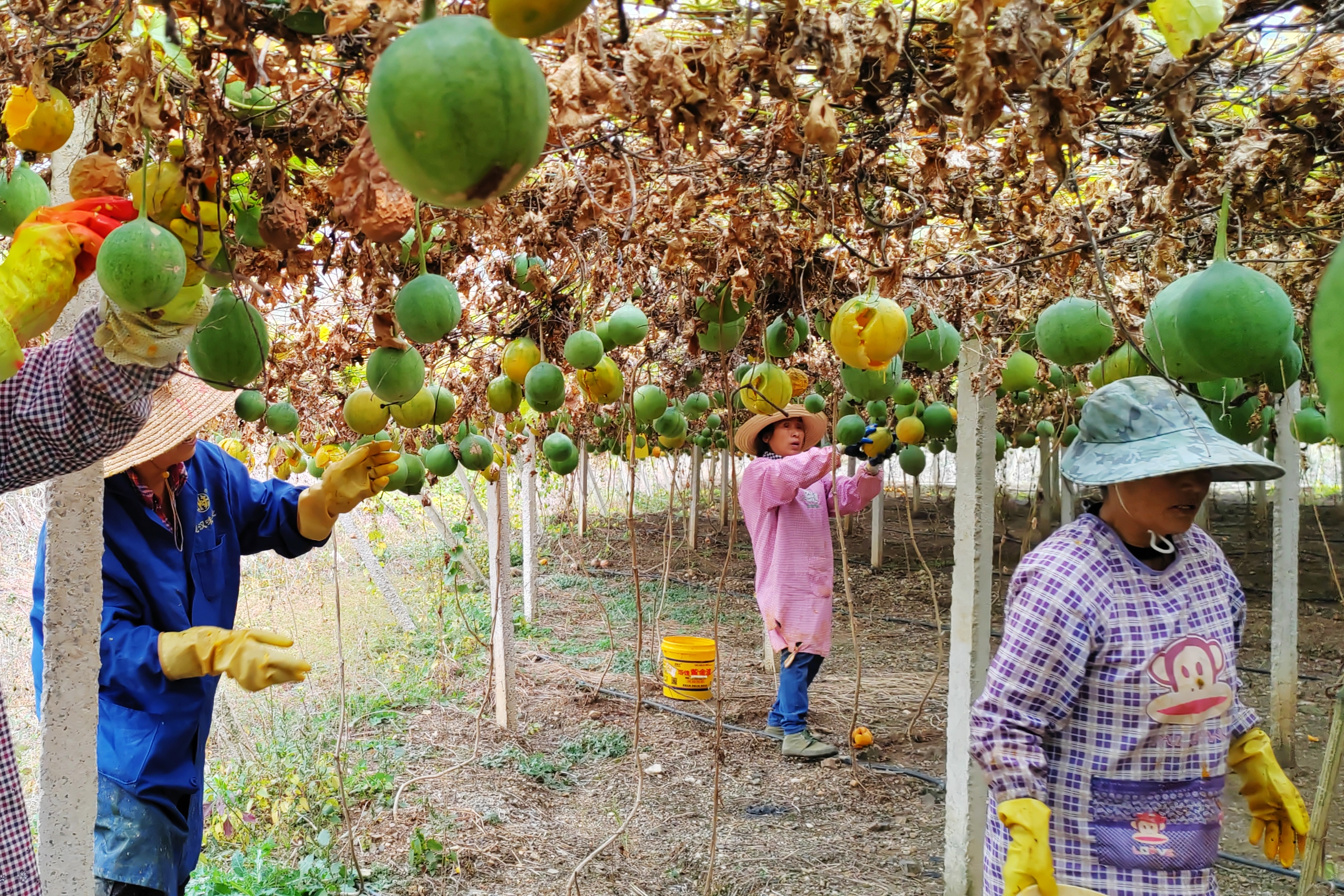 微信圖片_20250110114226 微信圖片_20250110114226