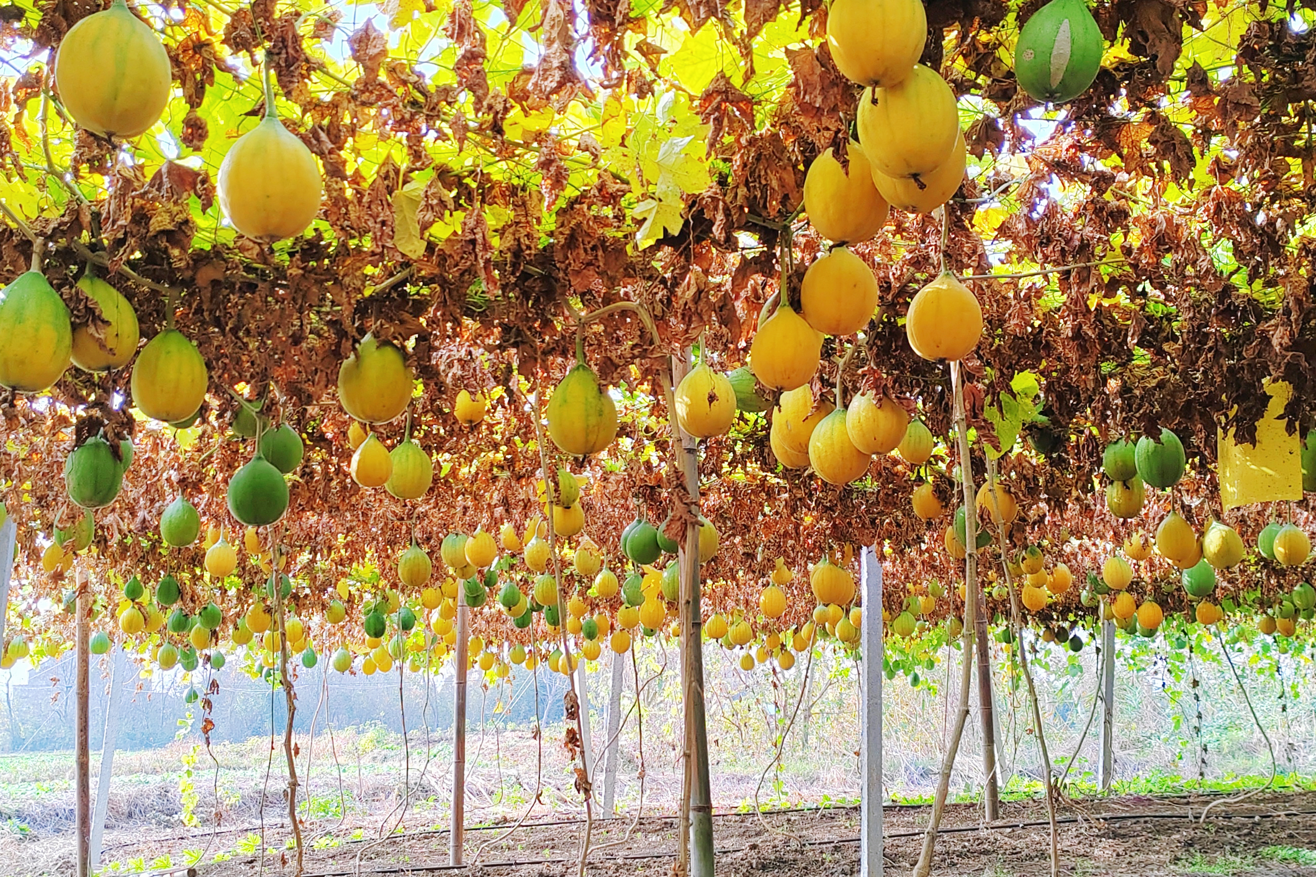 微信圖片_20250110114232 微信圖片_20250110114232