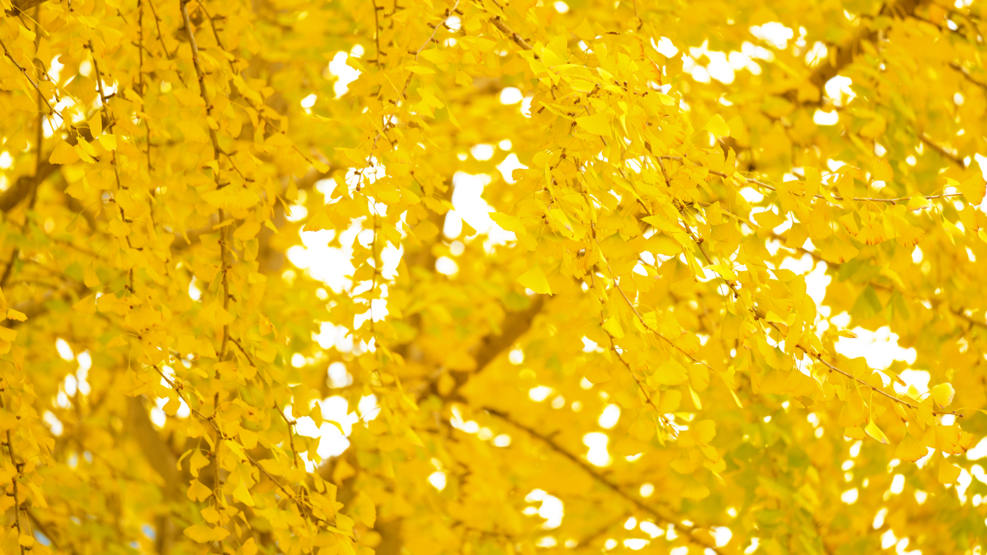 微信圖片_2025-11-12_173007_557